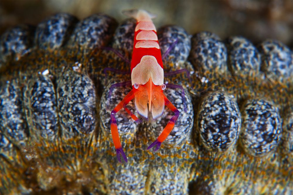 Ее императорское величество