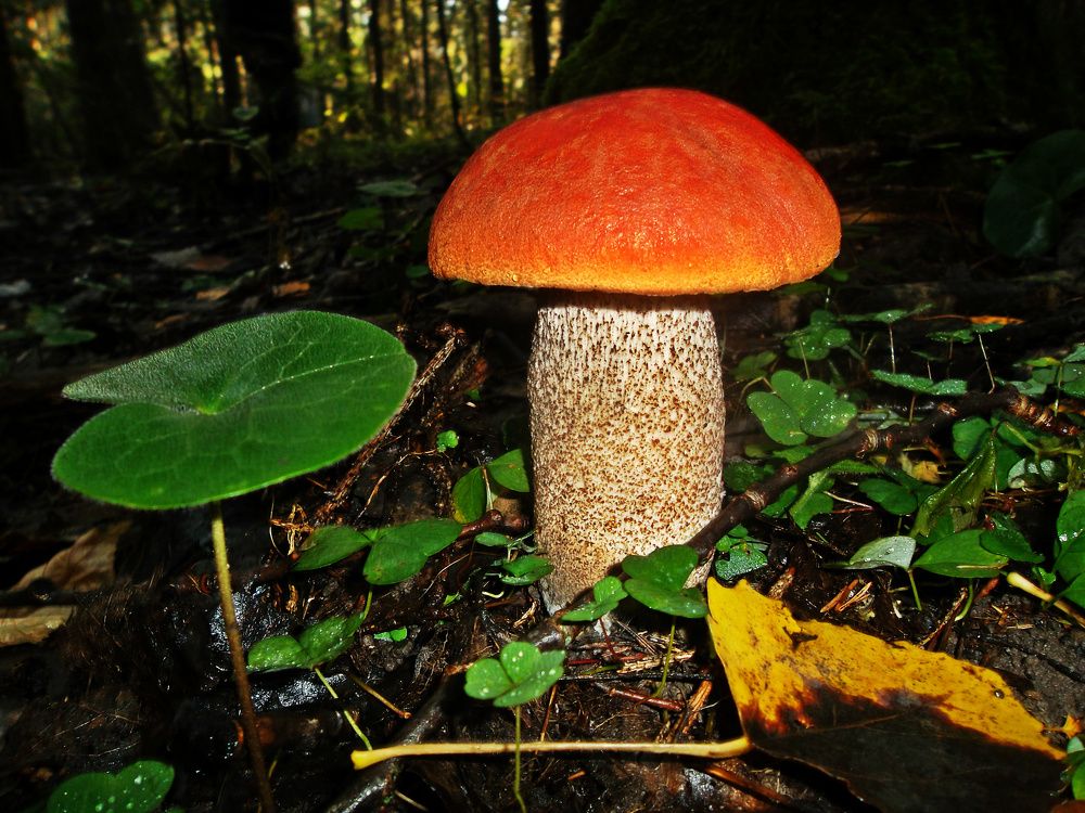 Лесной красавец