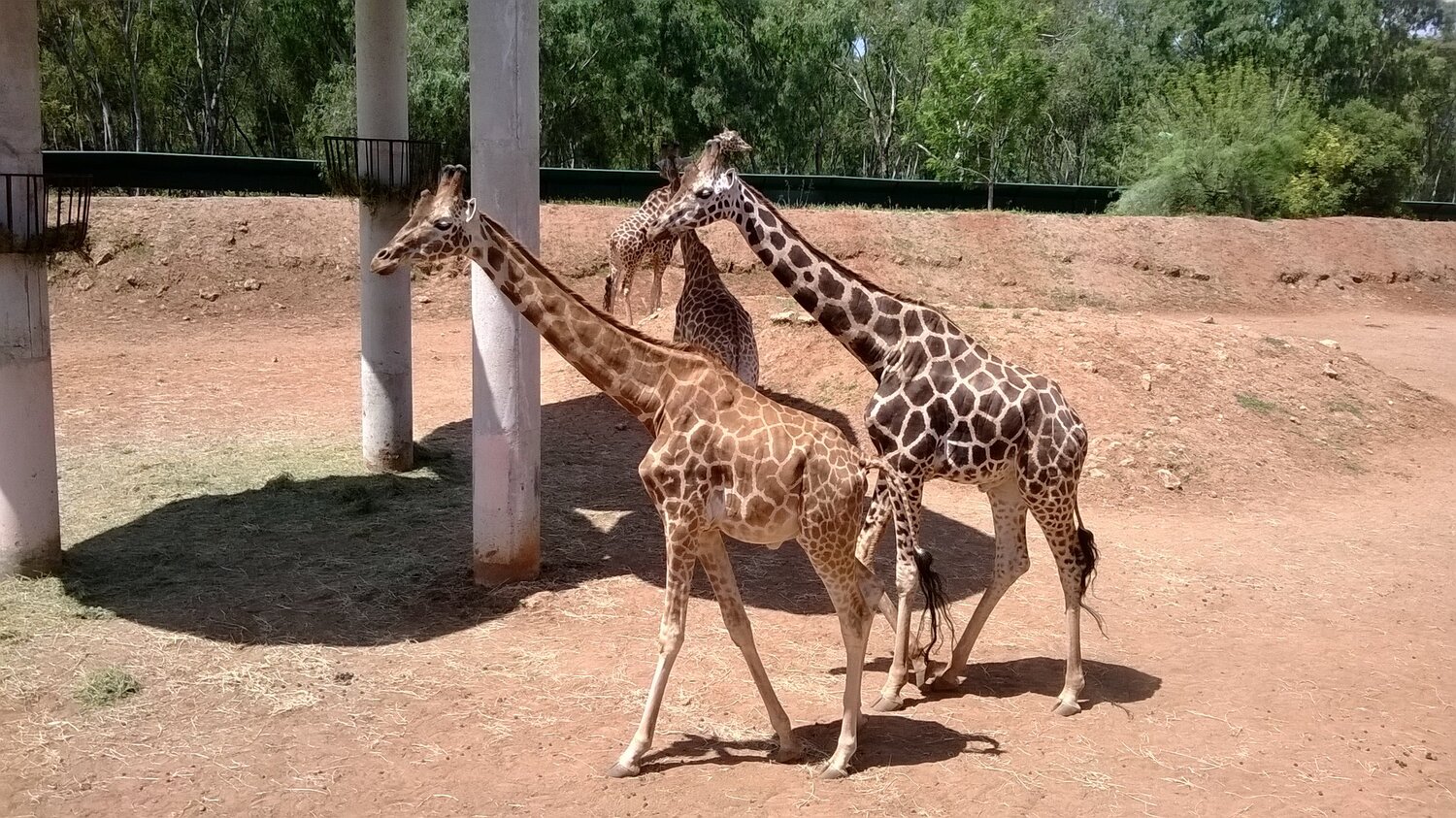 Giraffe