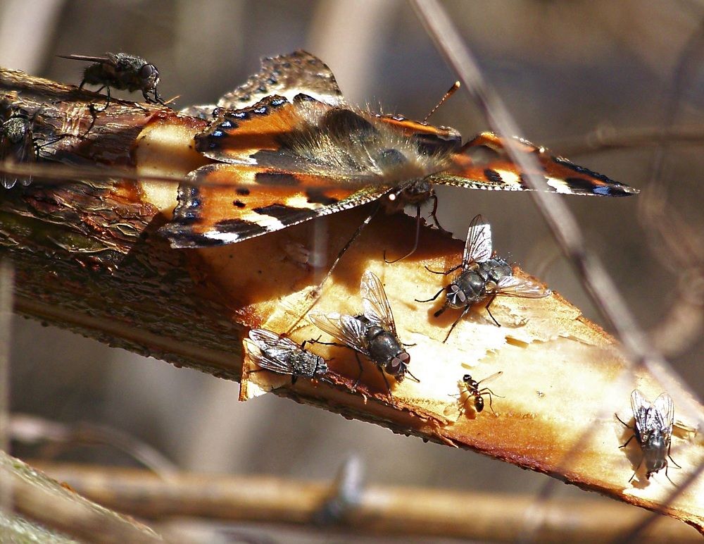 Весенний  завтрак