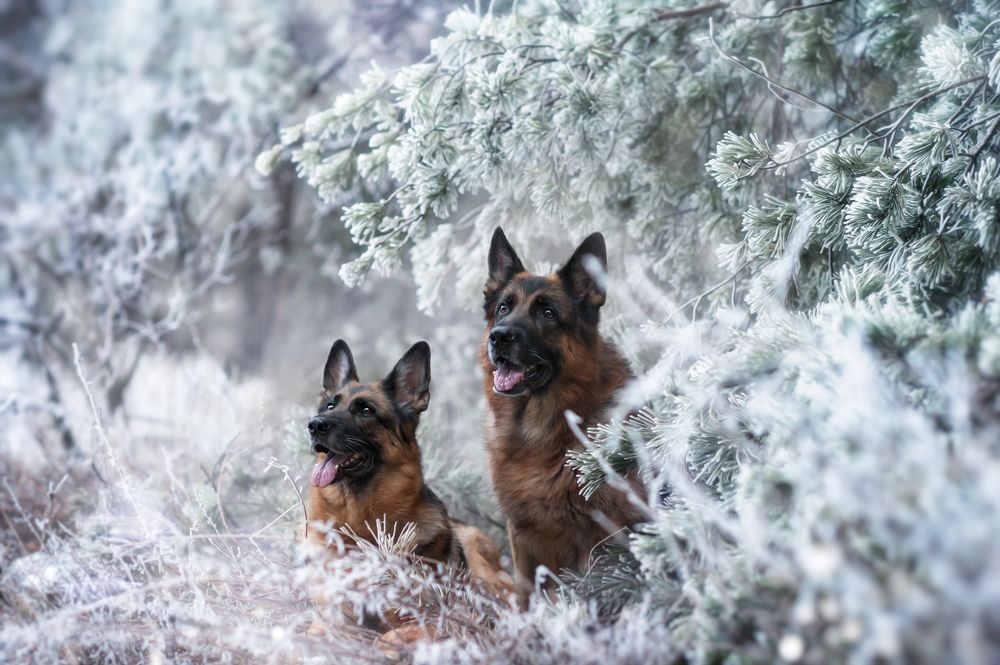 Зимняя сказка / Winter Fairy Tale