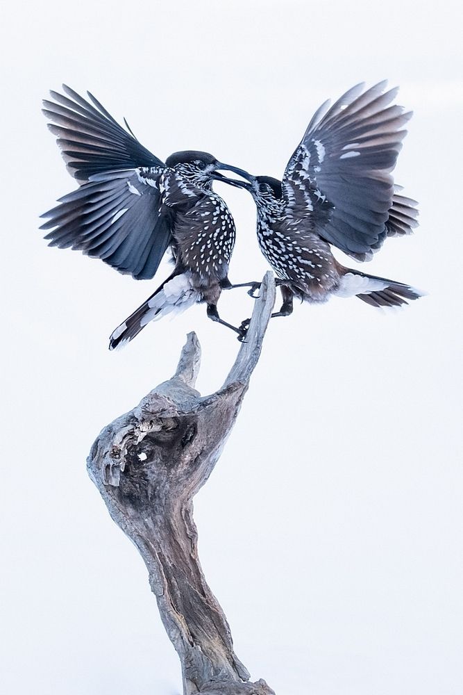 Ссора без ненависти