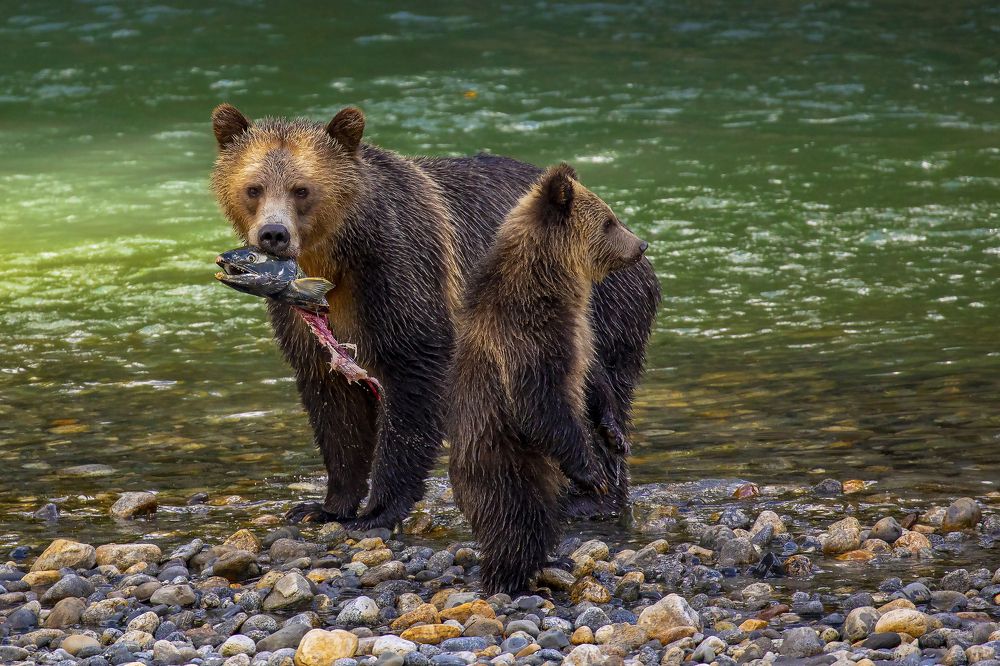 Don't even think to steal our fish!