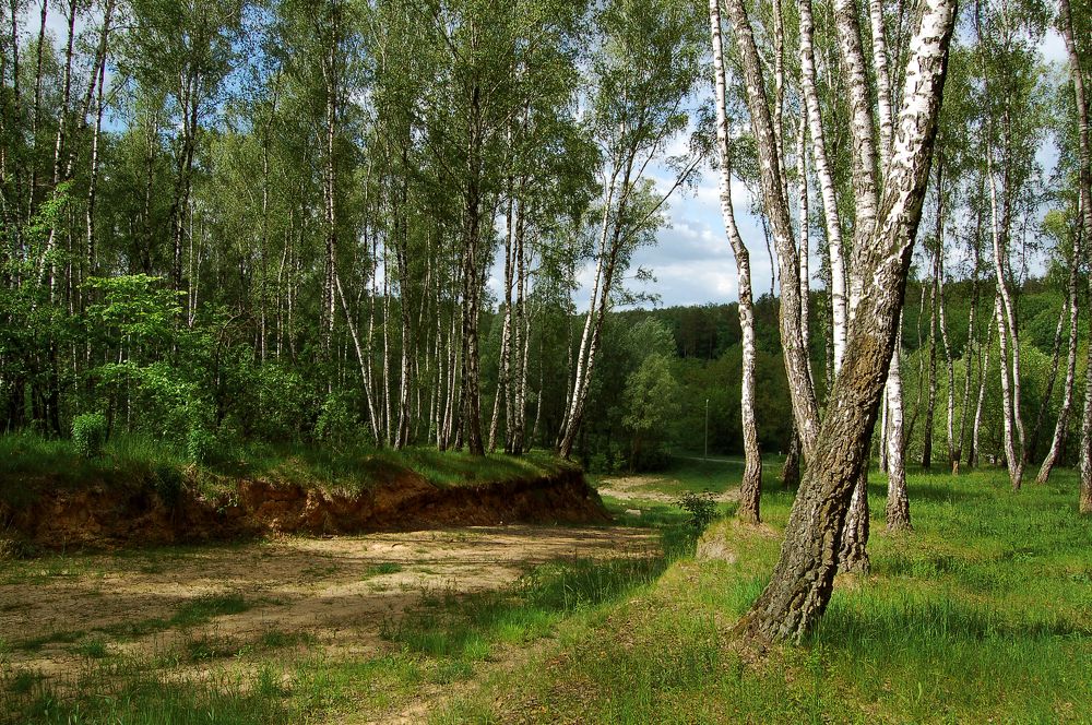 Среди березок