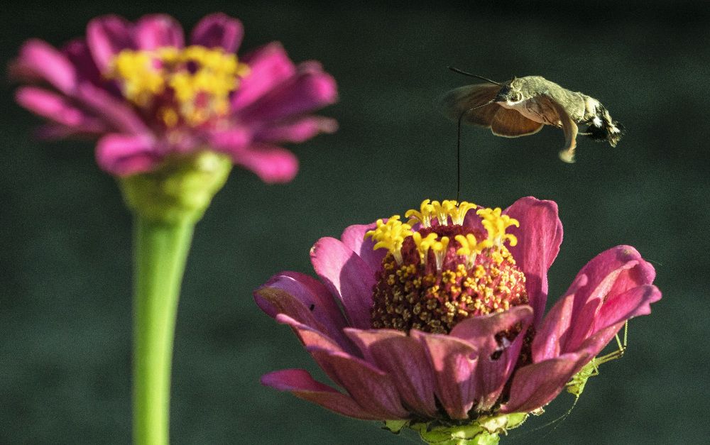 Бражник и саранчонок
