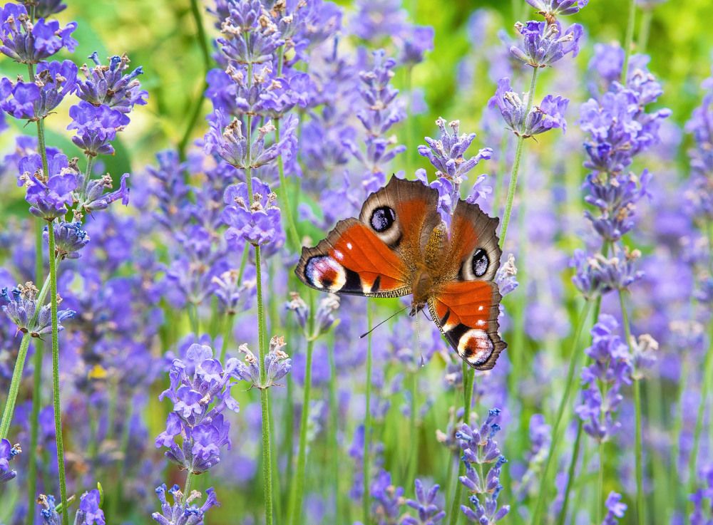 Photograph by Юрий Фирскин