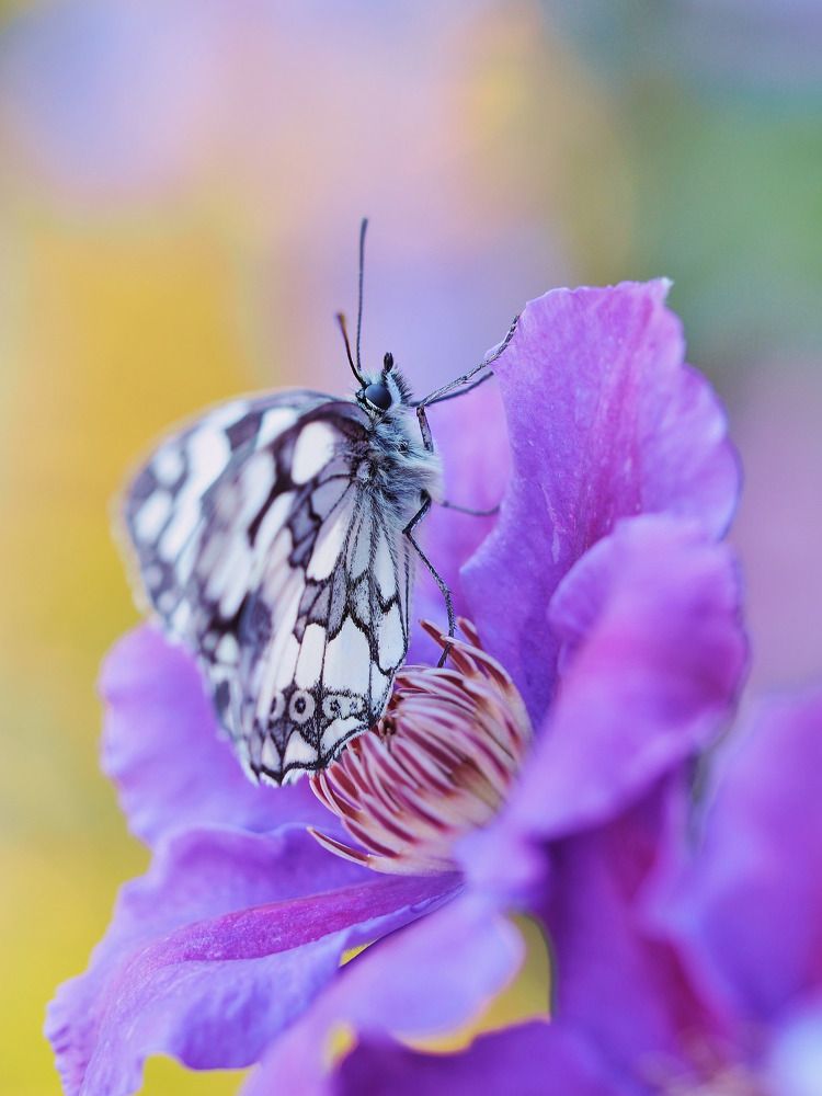 Common white on clematis