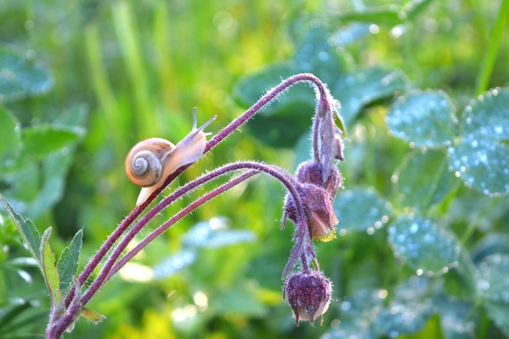 Летнее утро