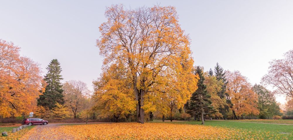 Maple tree in autumn