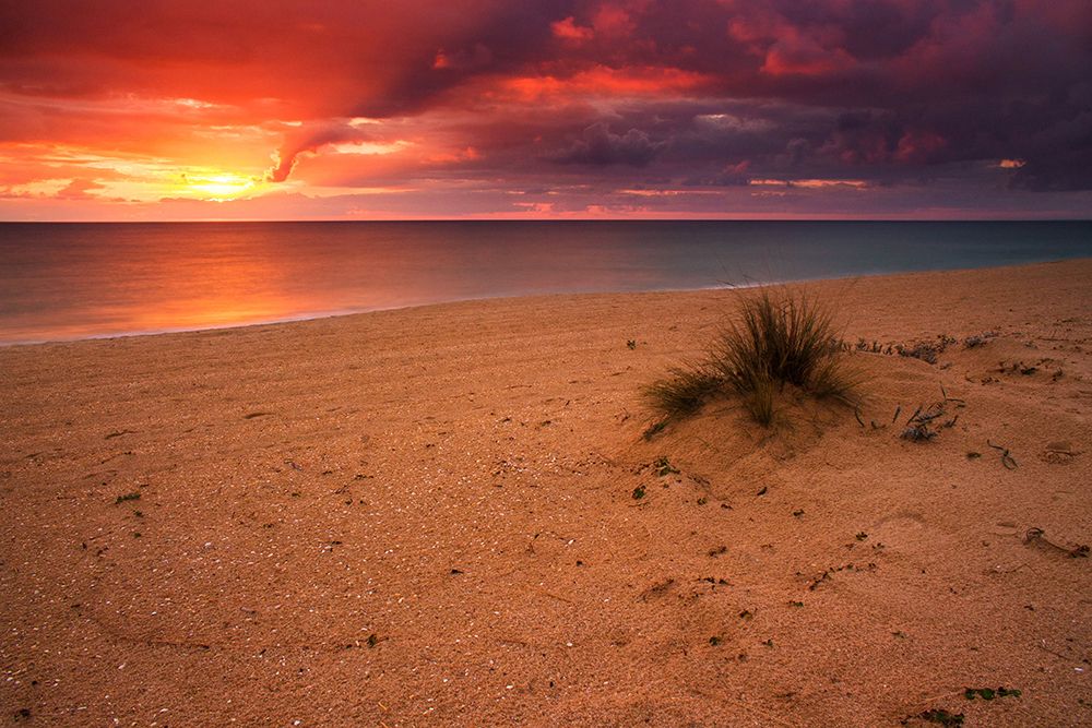 Dune vegetation in front of the sunset