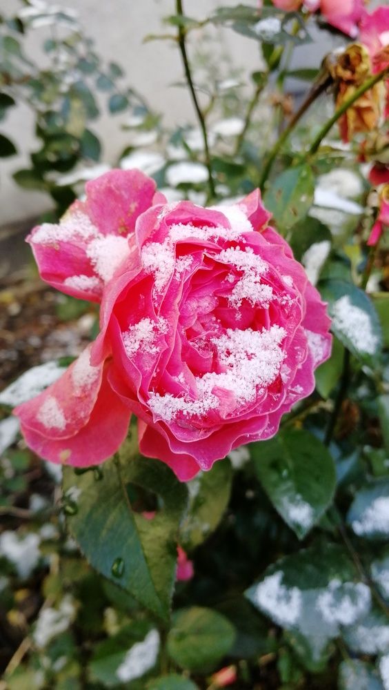 Photograph by Елена