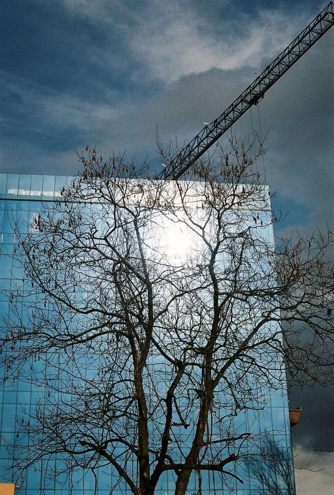 Tree of Timisoara