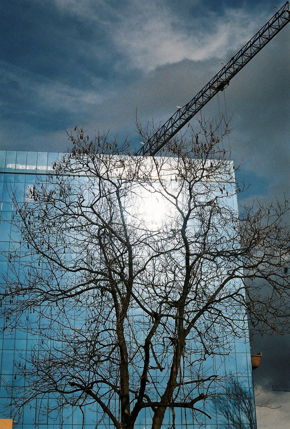 Tree of Timisoara