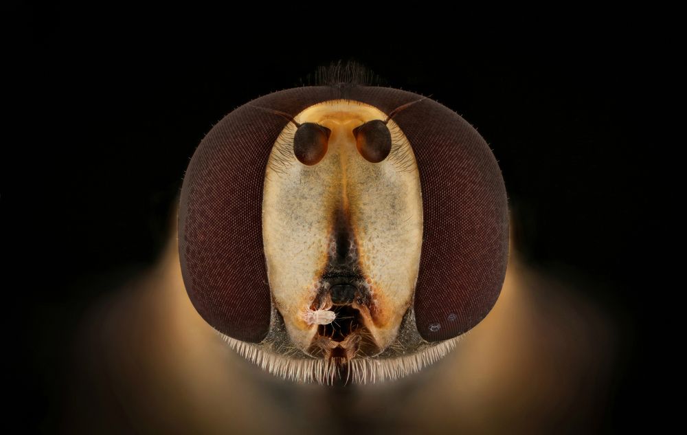 Hoverfly And - Mite parasites