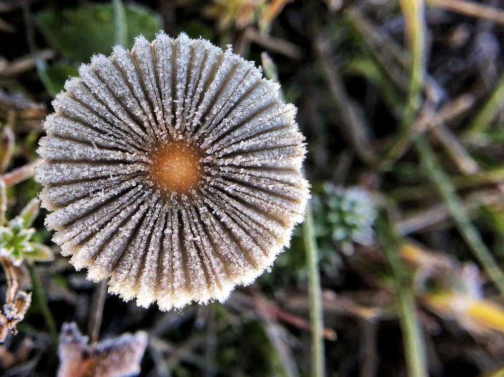 Little frozen mushroom