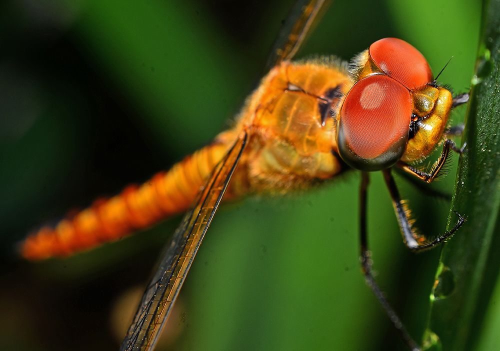 Red Dragonfly