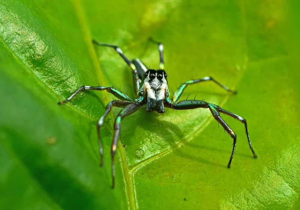 Jumping spiders