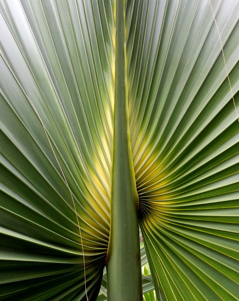 Sabal Leaf 3