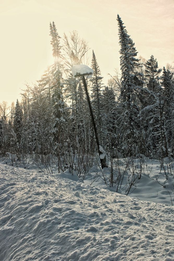 Электрические грибы