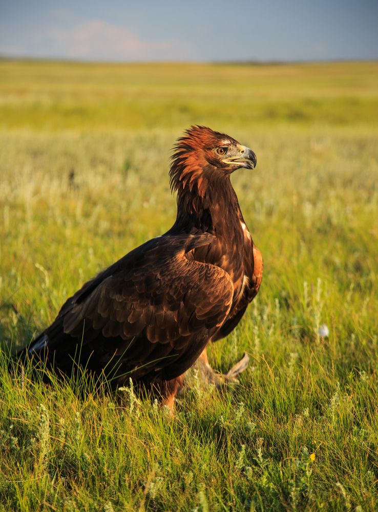 Спортивная охота