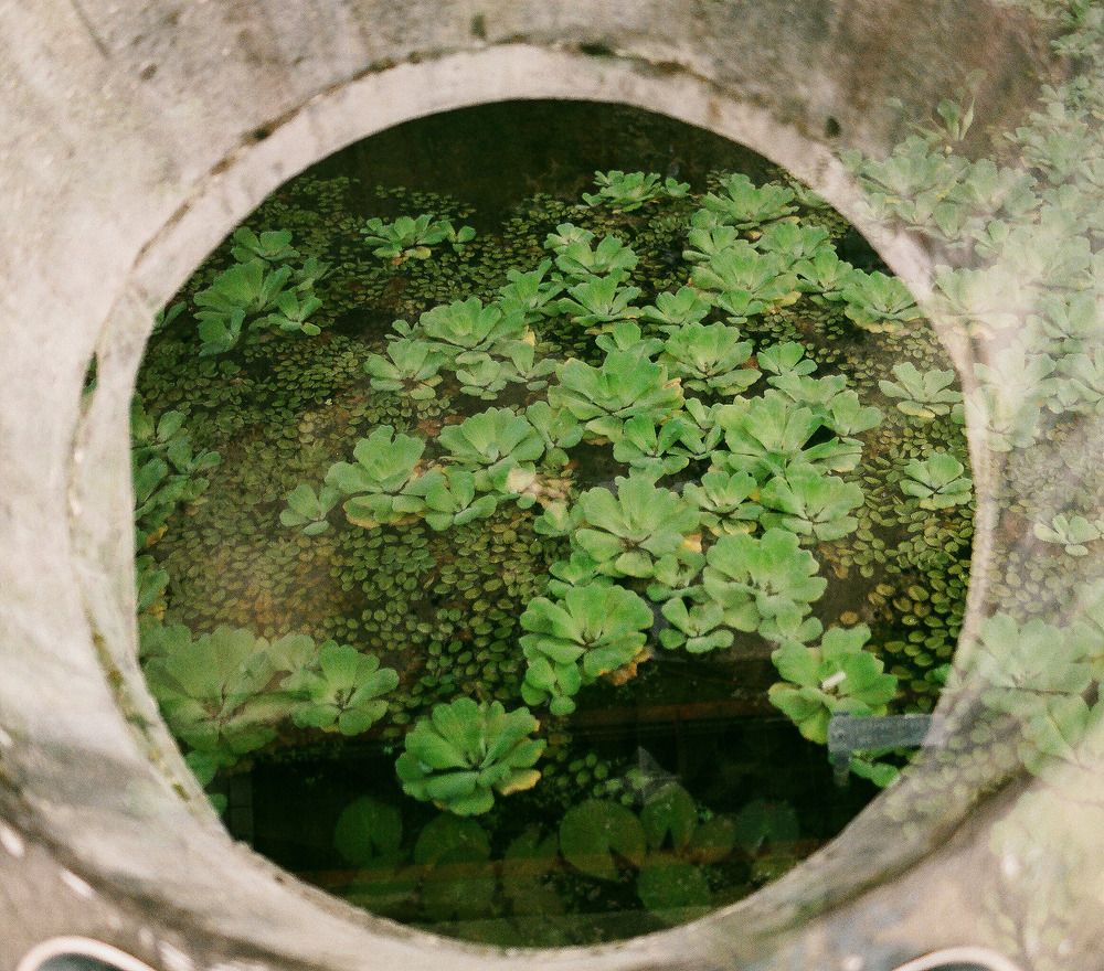 The Abandoned Nature