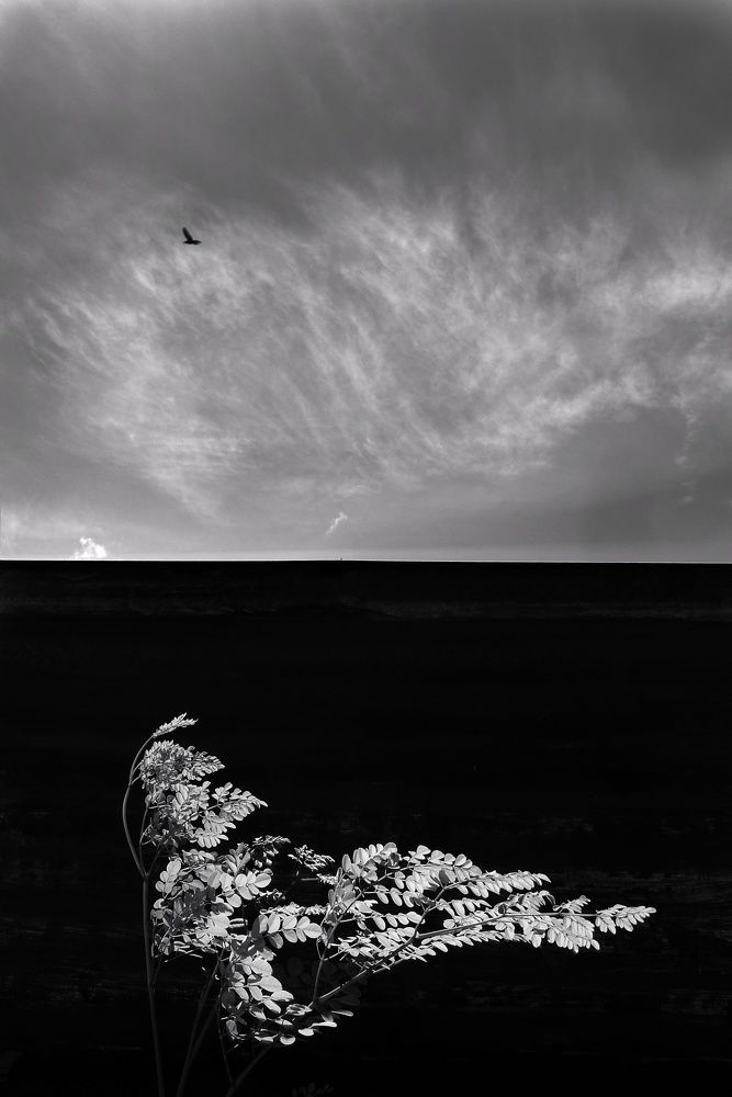 flight