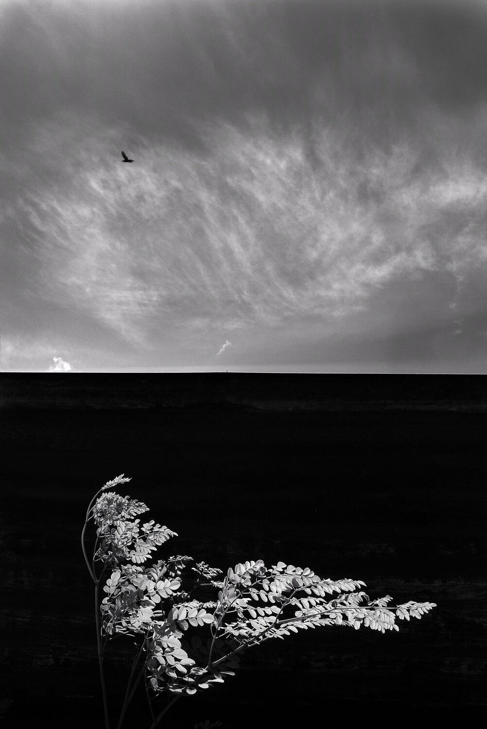 flight