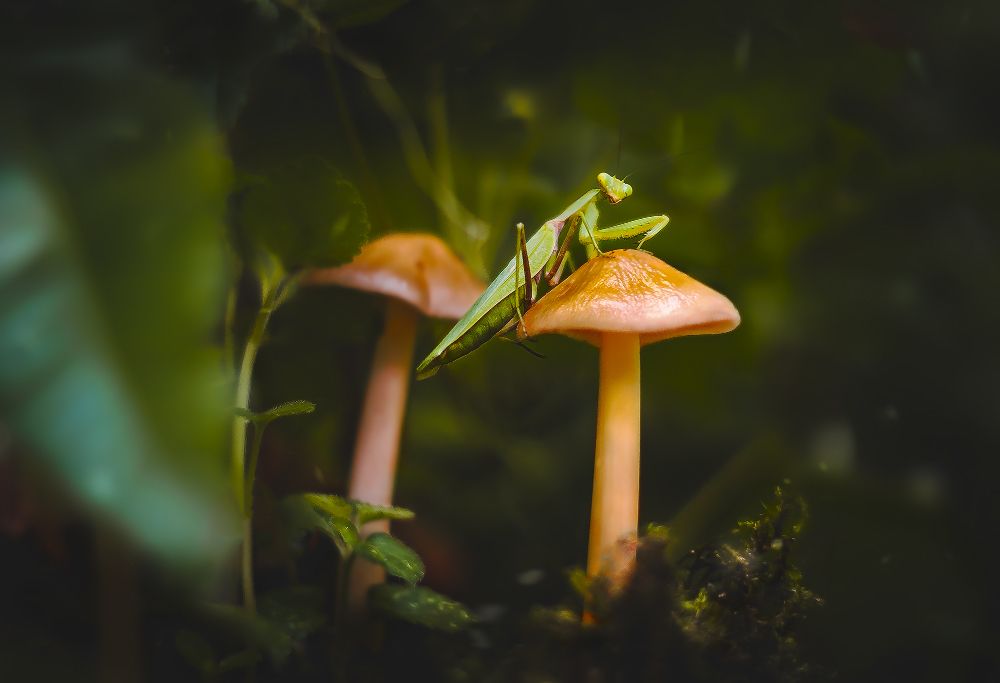 Фотография автора Marina Montale