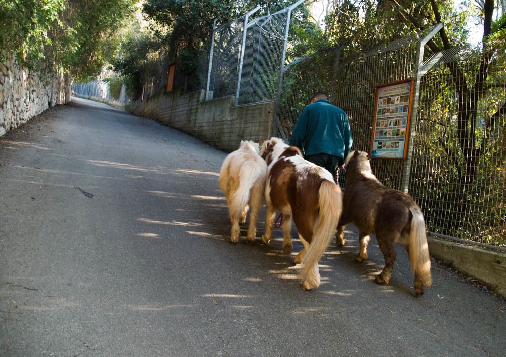 Пони с унылыми хвостами