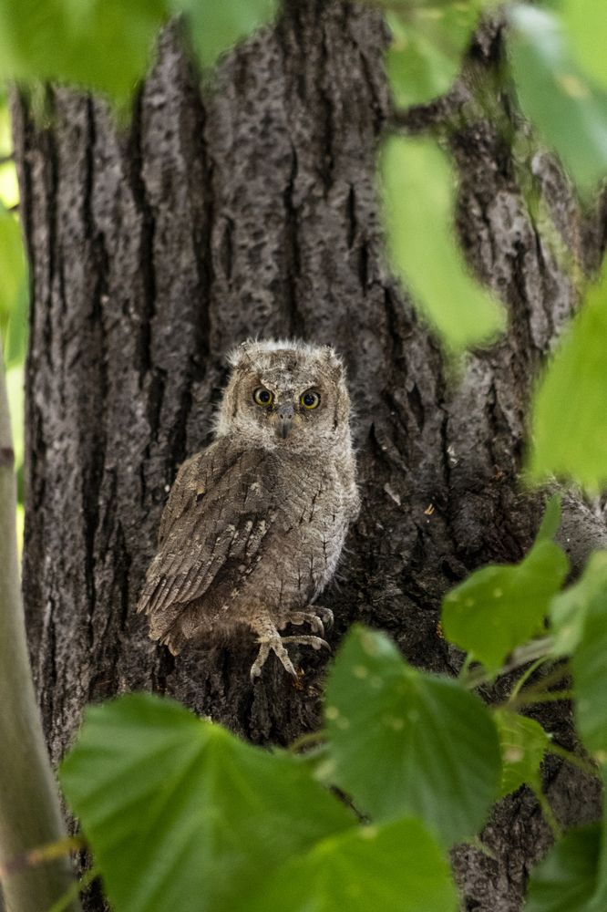 Owl