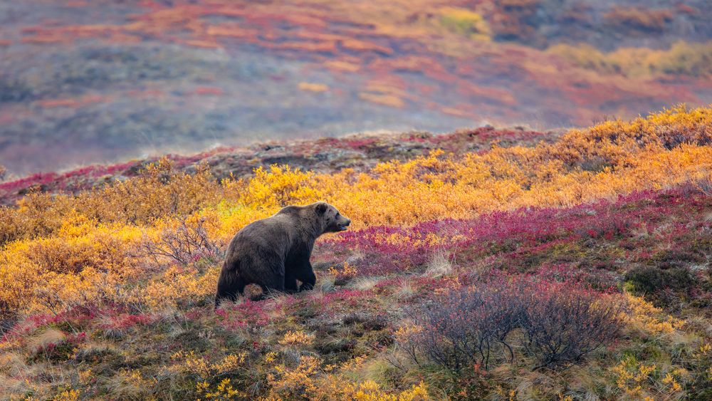 Grizzly In Denali Fall