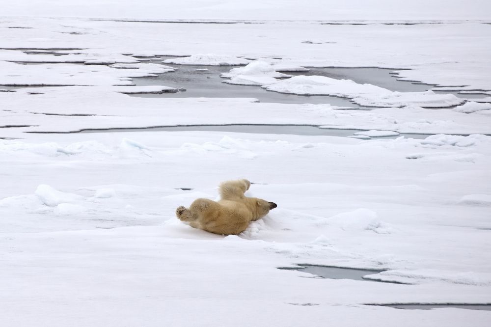 Любопытный.
