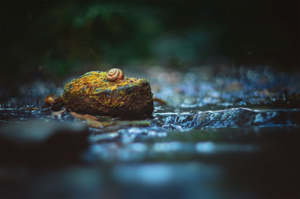 Фотография автора Marina Montale