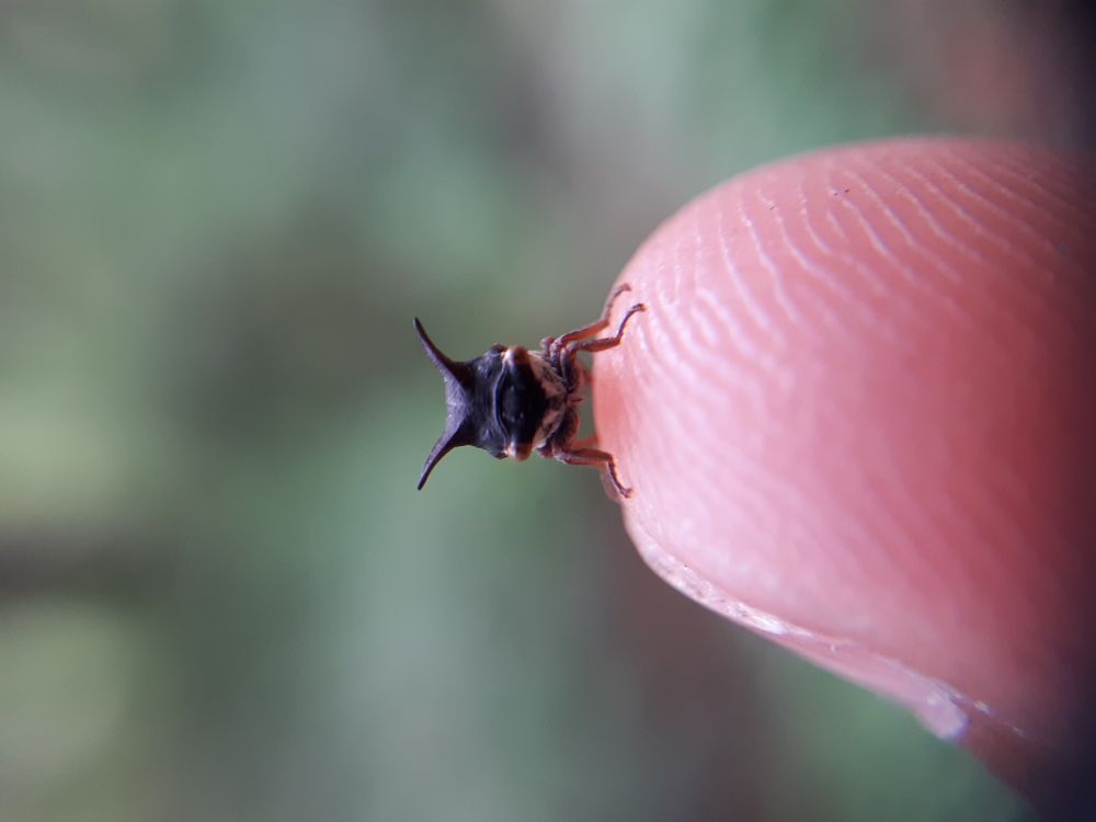 TreeHopper
