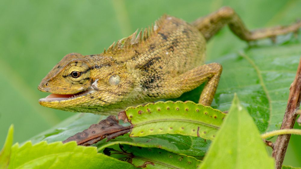 The Grinning Lizard.