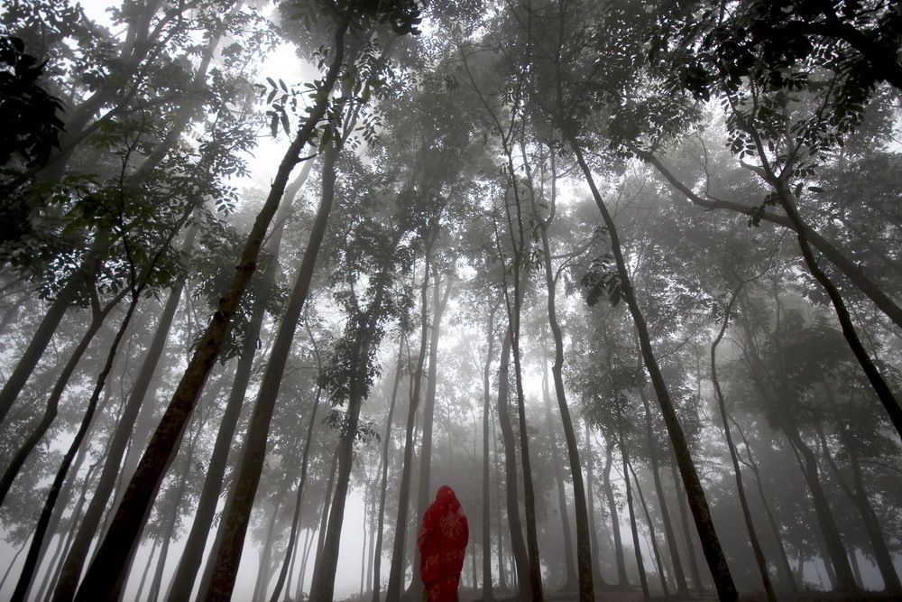 across the winter fog