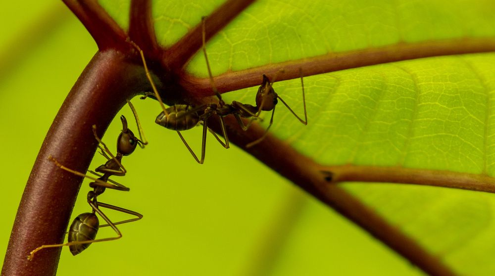 Love Under the Shade.