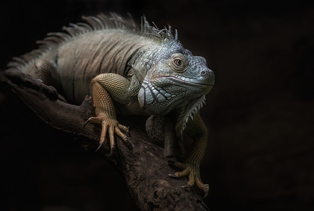 Краснеющий голубой