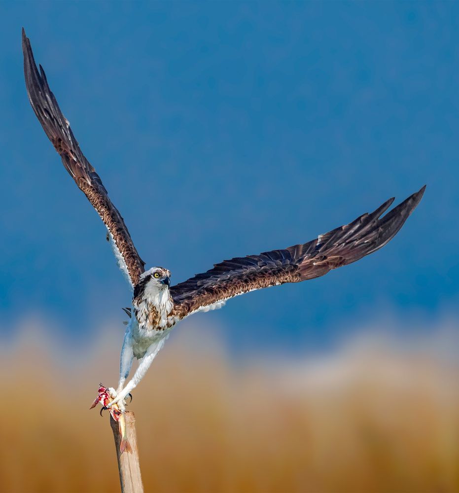 Majestic Predator - Built for Kill