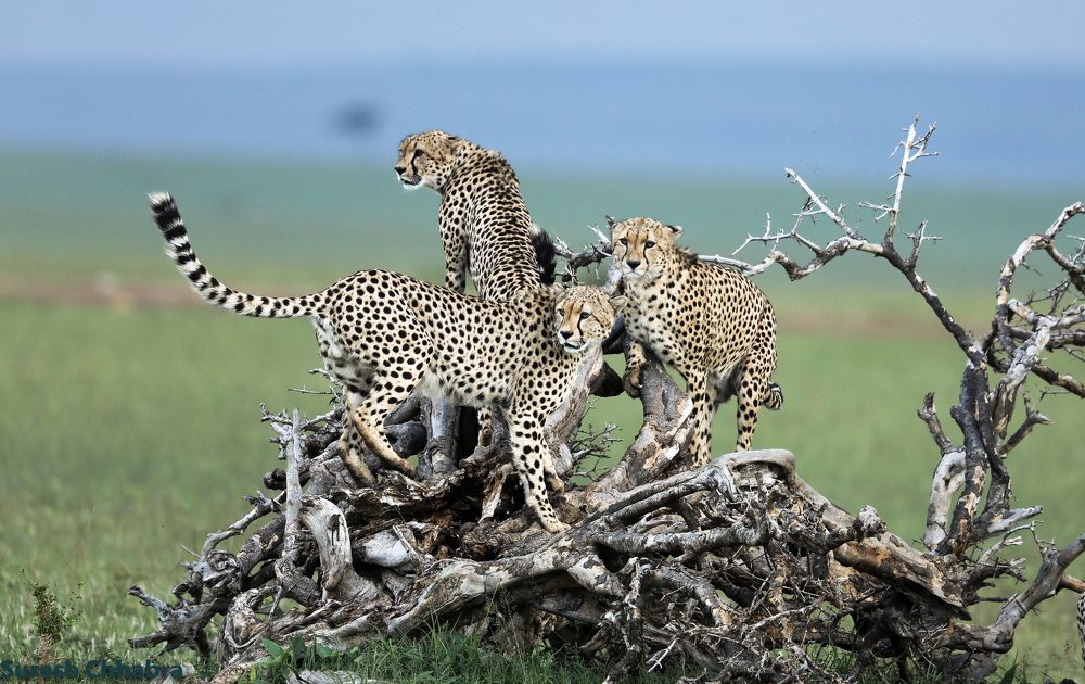 Best players of Masai Mara