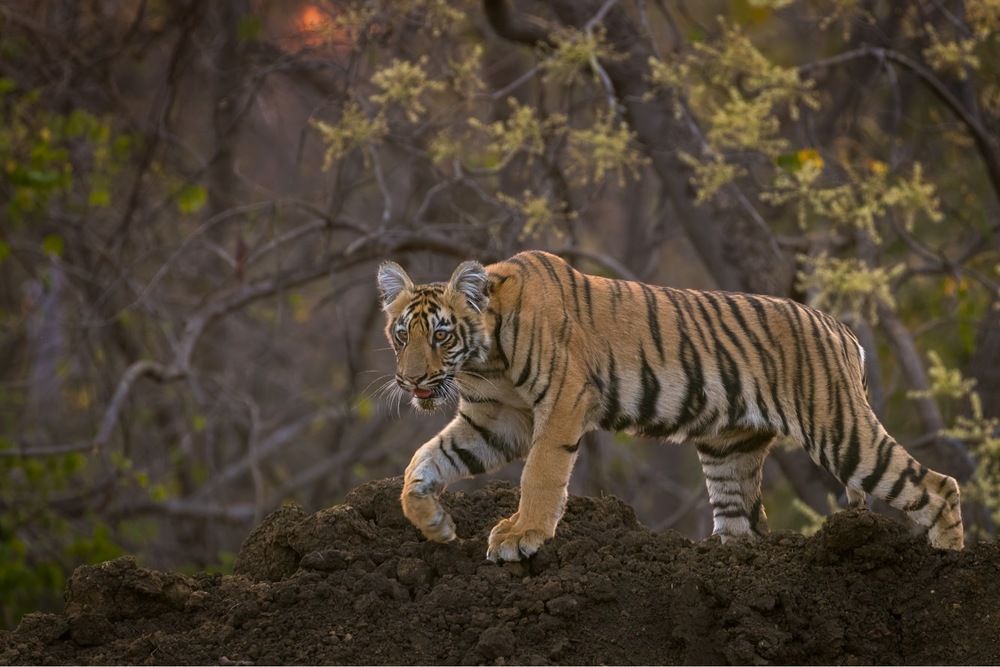Tiger cub