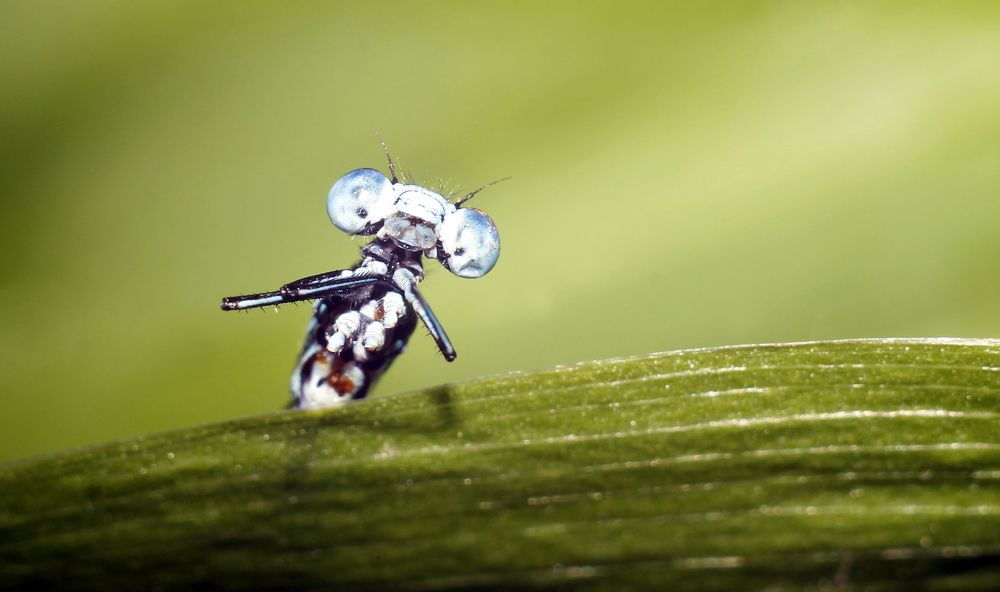 Ба, какая встреча!