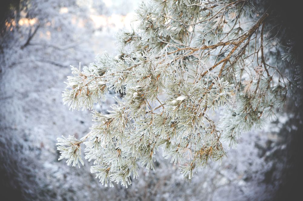 Здесь лапы у елей дрожат на ветру... (с)