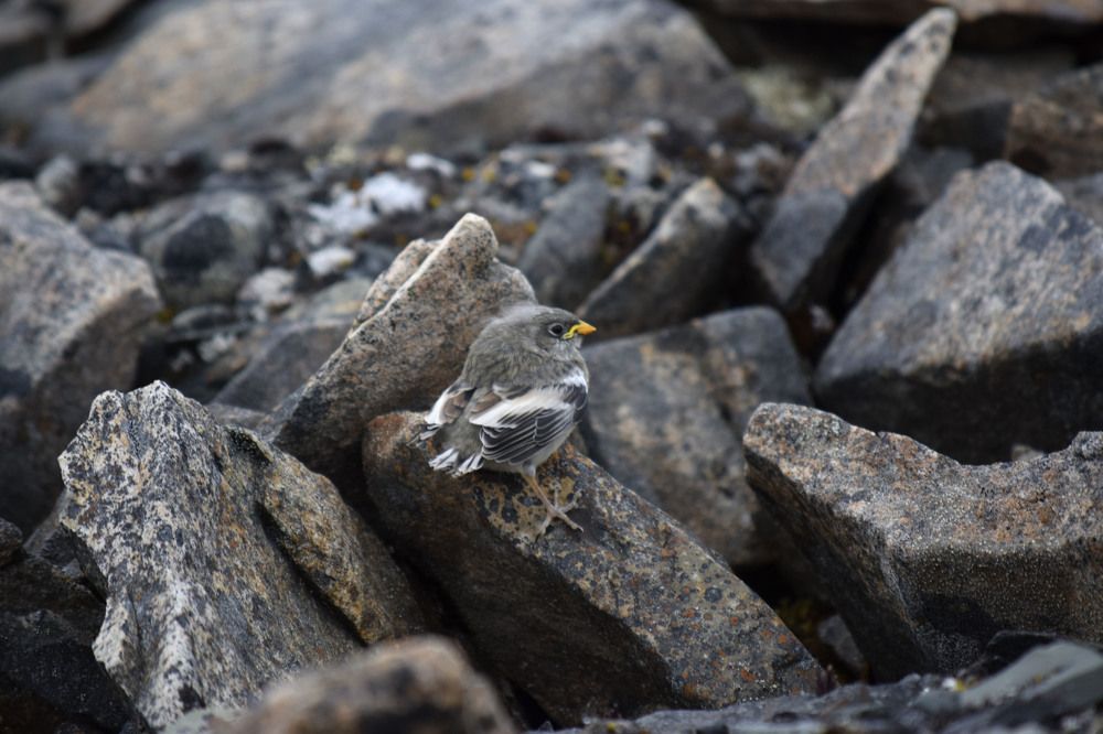 птенец пуночки