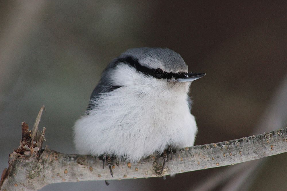 Поползень обыкновенный