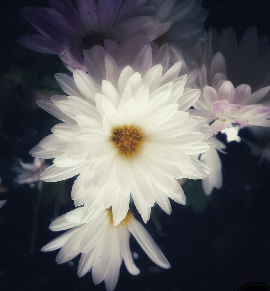 flowers of darkness