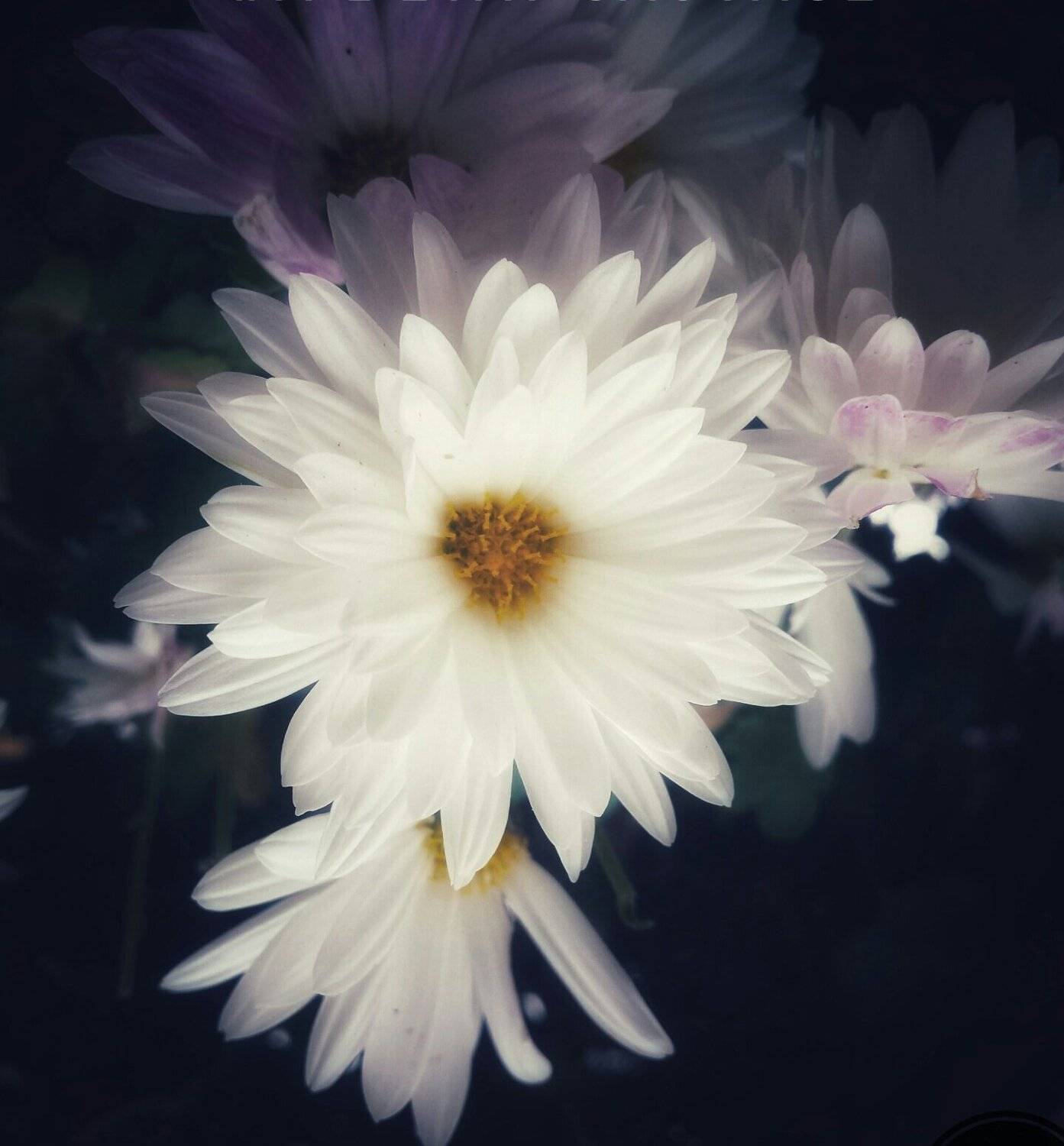 flowers of darkness