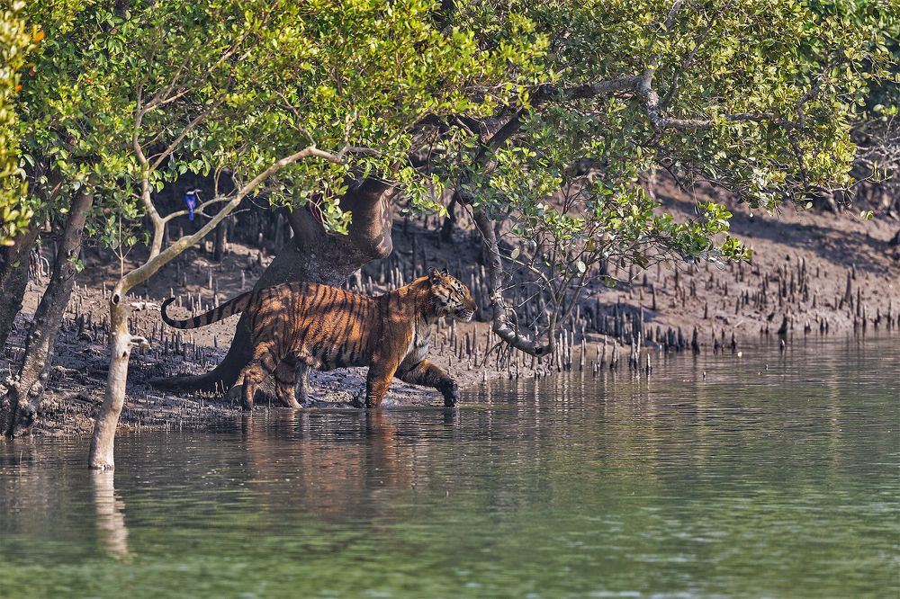 King of Mangrove
