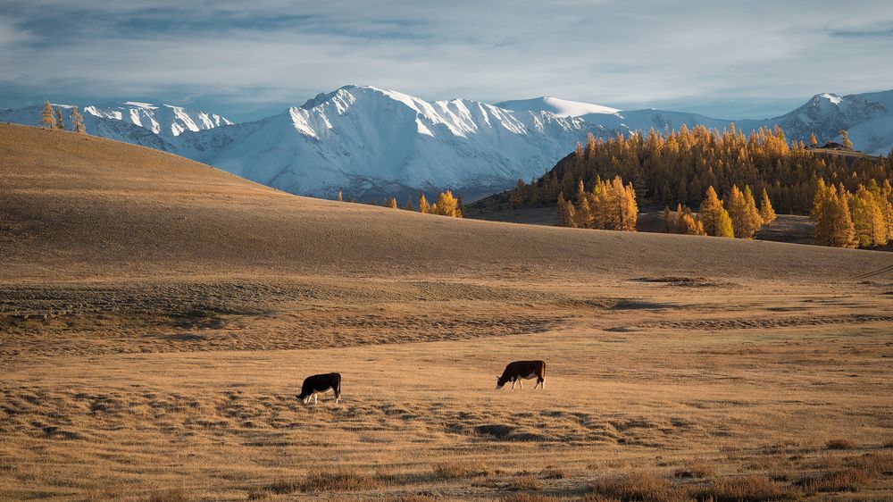 Чуйские Альпы