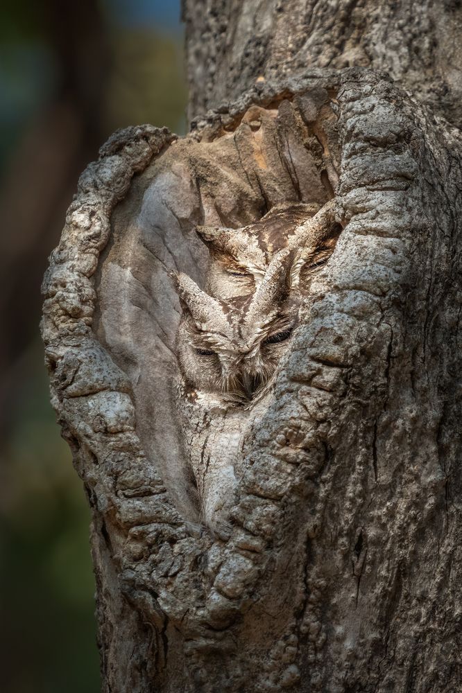 Pair of Owls in Heart Shaped Shelter